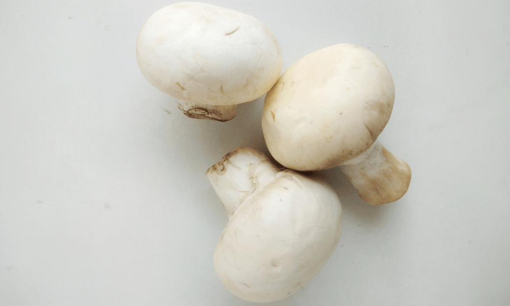 Pieczara manago – mushroom manager, czyli kto?